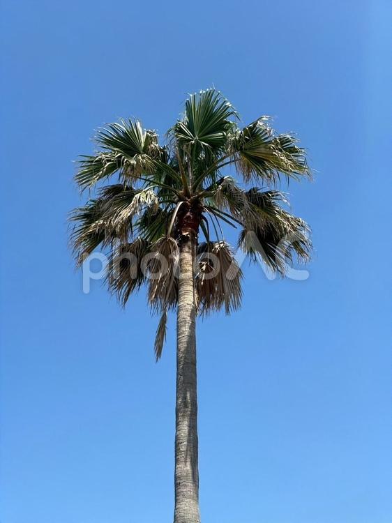 やしの木 ヤシの木,木,南国の写真素材