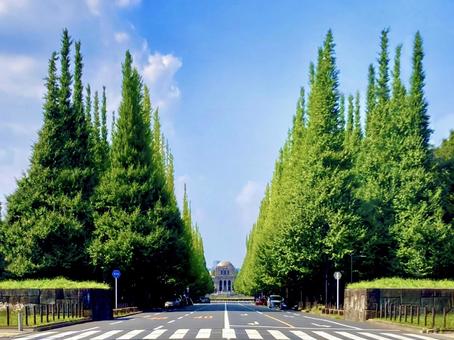 絵画館前 緑のイチョウ並木イメージ 絵画館前 緑のイチョウ並木イメージの写真