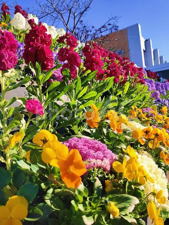 パンジーとストックの鮮やかな花壇 ストック,自然,花の写真素材