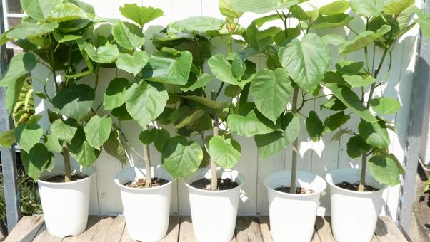 観葉植物 ウンベラータの葉 観葉植物 ウンベラータの葉 観葉植物,ウンベラータ,葉の写真素材