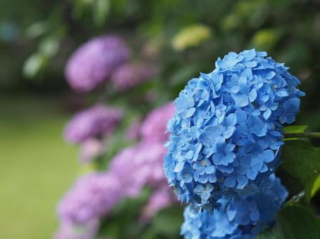 紫陽花 紫陽花の写真