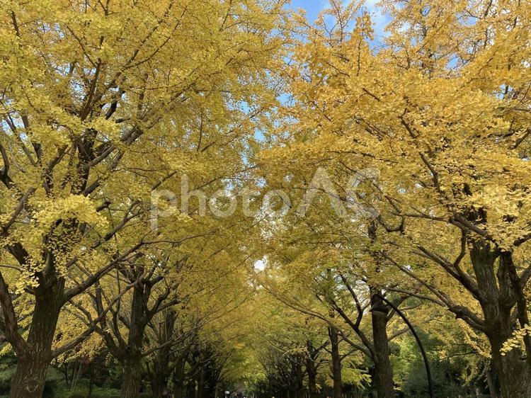 いちょう並木 公園,秋,いちょうの写真素材