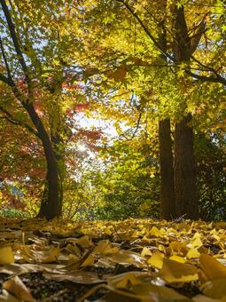 光あふれる秋の森の黄葉風景 黄葉,落ち葉,イチョウの写真素材