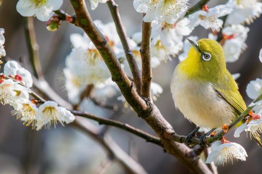 梅の花とメジロ・梅ジロー 梅の花とメジロ・梅ジローの写真