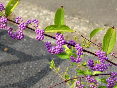 植物園、園内のコムラサキ・紫色の実 コムラサキ,ムラサキシキブ,植物の写真素材