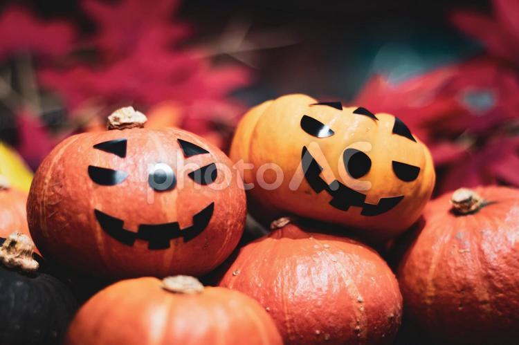 たくさんのミニカボチャとハロウィンイメージ ミニかぼちゃ,赤い坊ちゃん,ハロウィンの写真素材