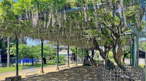 坂東33観音 12番 慈恩寺 境内の藤棚 坂東33観音 12番 慈恩寺 境内の藤棚 慈恩寺,華林山,藤棚の写真素材