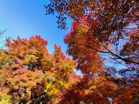 紅葉のもみじ林　伊豆の修善寺虹の郷にて 紅葉,モミジ,紅葉狩りの写真素材