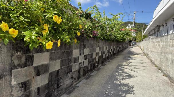 沖縄　慶良間諸島　阿嘉島 沖縄,慶良間諸島,阿嘉島の写真素材
