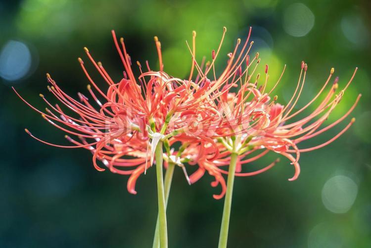 赤い彼岸花　曼珠沙華 彼岸花,曼珠沙華,ヒガンバナの写真素材