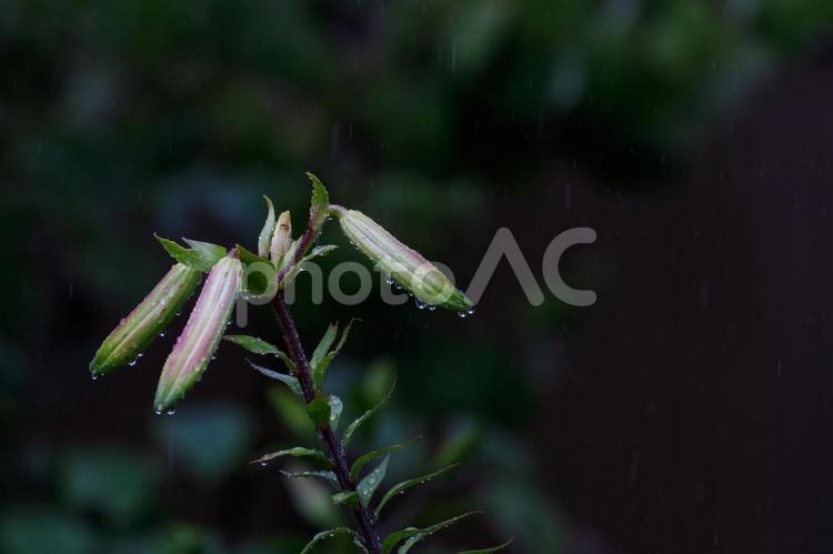 雨に濡れるユリの蕾 ユリ,百合,花の写真素材