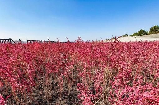 海の紅葉　シチメンソウ 紅葉,海岸,シチメンソウの写真素材
