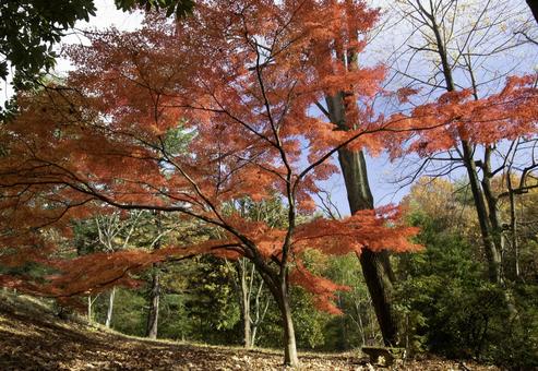 紅葉 紅葉 森林公園,秋,紅葉の写真素材