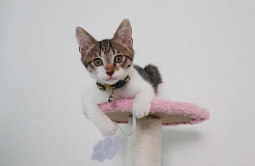 子猫H 子猫,ねこ,ネコの写真素材