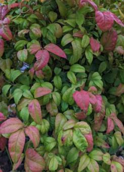 何の木？の写真