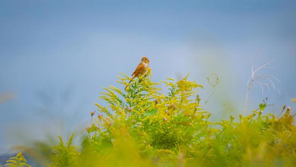 セイタカアワダチソウに止まったモズのメス セイタカアワダチソウに止まったモズのメスの写真