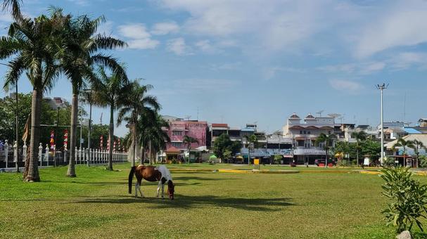 ヤシの木と芝生　南国 歩く,広場,芝の写真素材