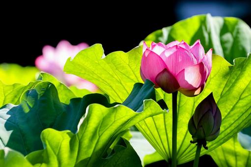 Photo, lotus, a lotus, summer, 