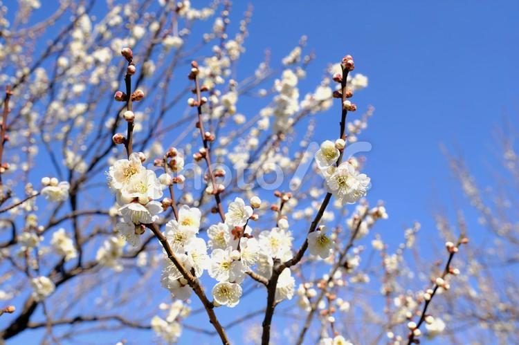 【東京】府中市郷土の森博物館の梅（春） 花,梅,紅梅の写真素材