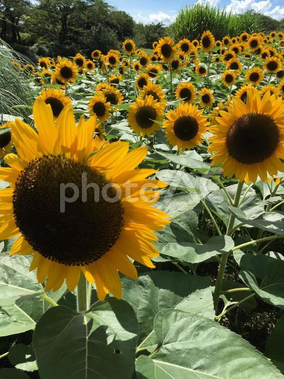 ひまわりの花畑22 ひまわり,ヒマワリ,向日葵の写真素材