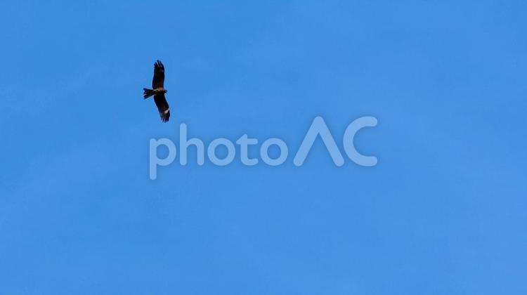 根尾谷淡墨桜 空,雲,鳥の写真素材