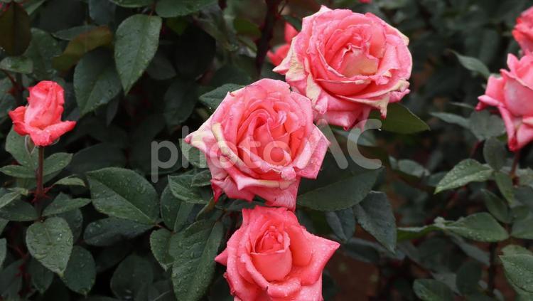 春の優雅な妖精たち バラ,薔薇,ばらの写真素材