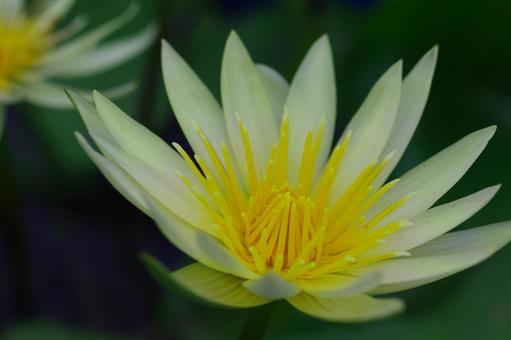 睡蓮 熱帯睡蓮 スイレン 黄色の花 睡蓮 熱帯睡蓮 スイレン 黄色の花 睡蓮,熱帯睡蓮,スイレンの写真素材