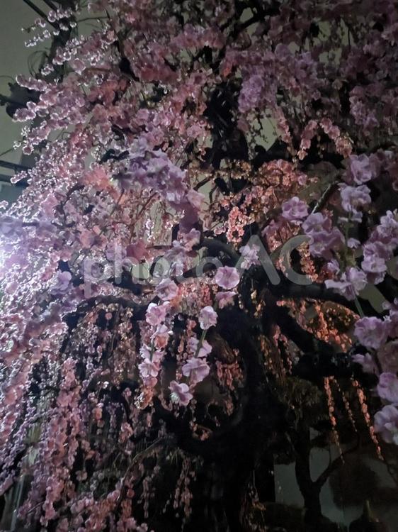 しだれ梅 夜,花びら,ピンクの写真素材