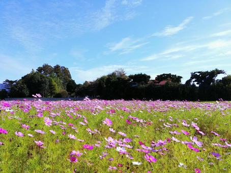 遅咲きのコスモス畑と秋空 コスモス,花,花畑の写真素材
