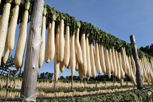 大根の収穫 天日干し 山形県庄内 大根の収穫,大根の天日干し,大根の写真素材