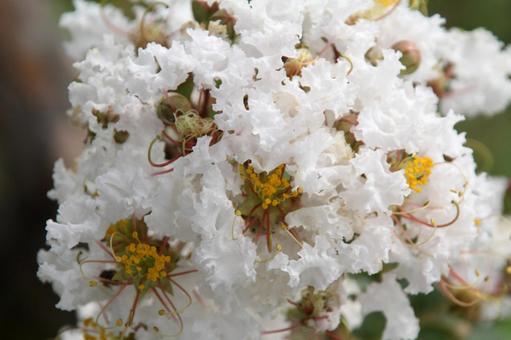 サルスベリ・猿滑り　クローズアップ サルスベリ,花木,夏の写真素材