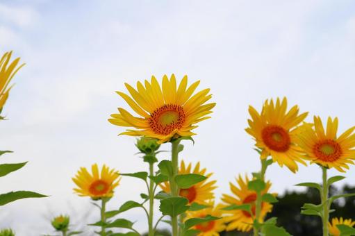 白い雲が覆う空 ひまわり 白い雲が覆う空 ひまわりの写真