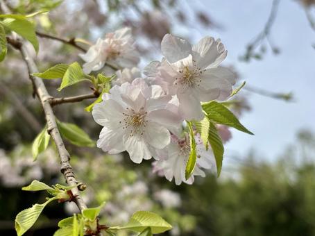 cherry blossoms, JPG