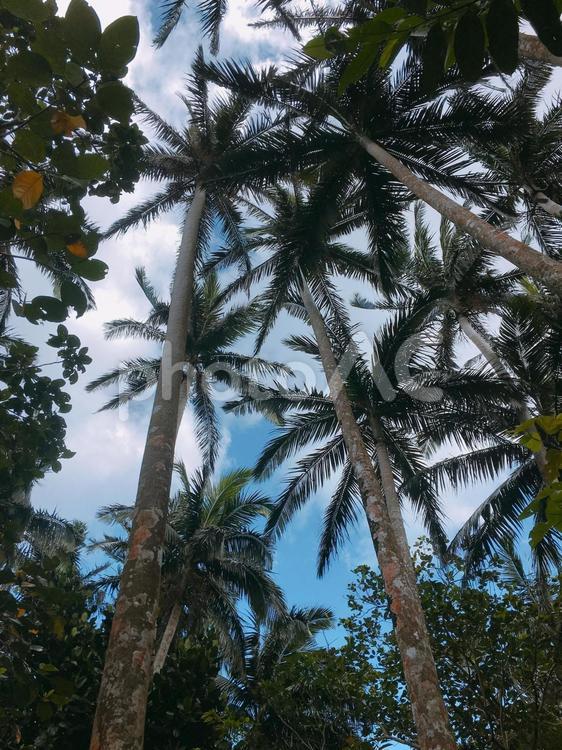 ヤシの木の隙間から覗く青空 背景,壁紙,植物の写真素材