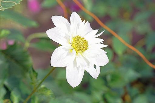 宝塚ダリア園秋　ダリア62　テスブロック 宝塚市,宝塚ダリア園,ダリアの写真素材