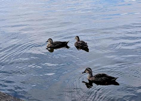 水元公園―小合溜を泳ぐカルガモ 水元公園―小合溜を泳ぐカルガモ 水元公園,小合溜,鳥の写真素材
