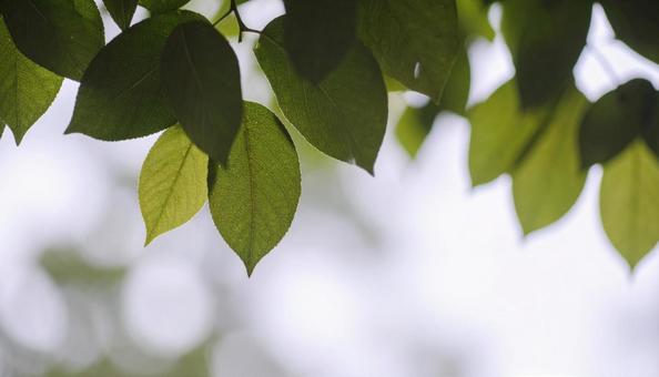 ecoイメージ 緑の葉 白背景 ecoイメージ 緑の葉 白背景の写真