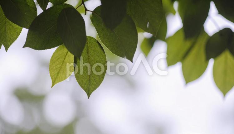 ecoイメージ　緑の葉　白背景 緑の葉,複数の葉,白い背景の写真素材