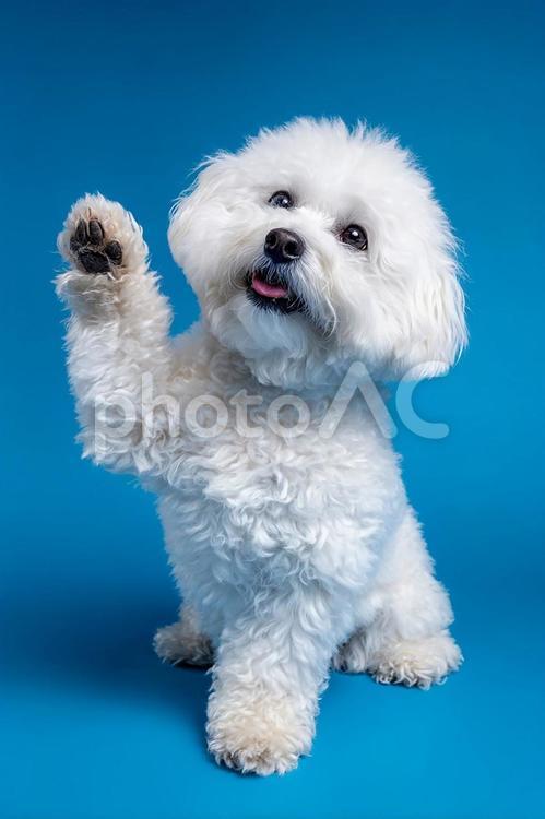 ふわふわの毛並みが魅力の犬 犬,子犬,小型犬の写真素材