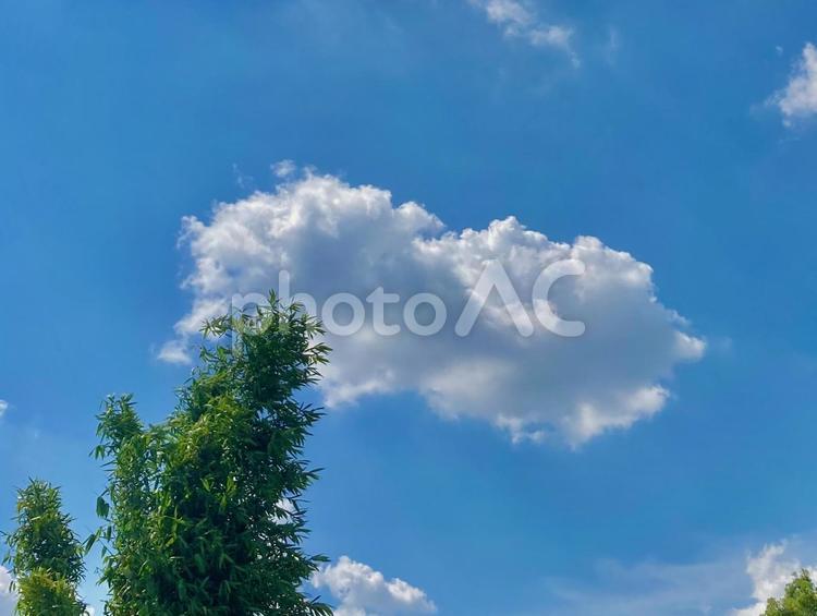 木を食べているような雲 雲,木,青空の写真素材