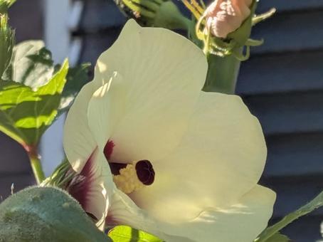 秋分の日過ぎの横浜市北部に咲くオクラの花 秋分の日過ぎの横浜市北部に咲くオクラの花の写真