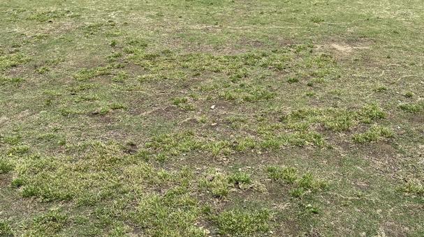 Photo, lawn, ground, plaza, 