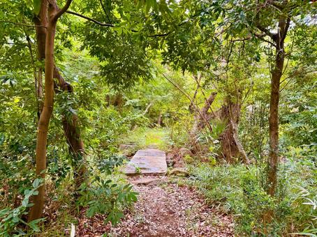 生い茂る森と橋 森,木,生い茂るの写真素材