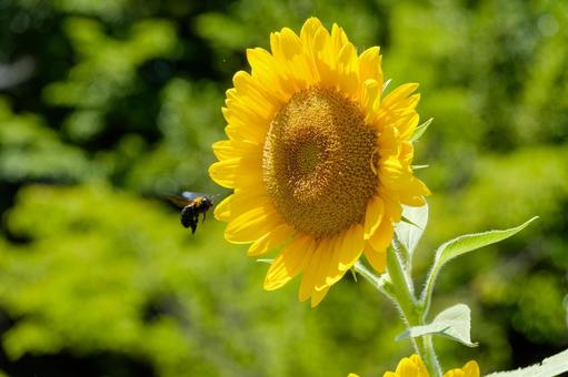 飛来するクマバチと夏のひまわり 飛来するクマバチと夏のひまわり ひまわり,クマバチ,花の写真素材