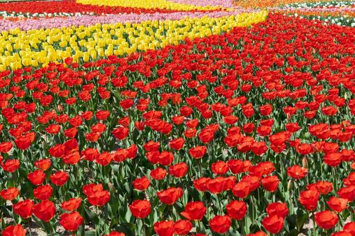 チューリップの大花壇 チューリップの大花壇 チューリップ,花壇,花畑の写真素材