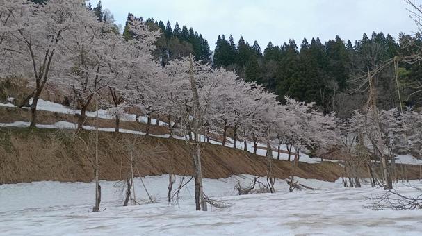 雪と桜のコラボレーション 桜,雪,風景の写真素材