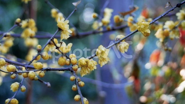 蝋細工のようなロウバイの可憐な花 ロウバイ,花,黄色の写真素材
