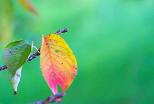 色づく木の葉⑤の写真