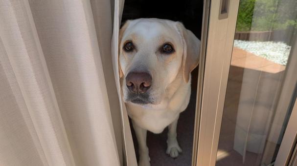 外をのぞく犬 外をのぞく犬の写真