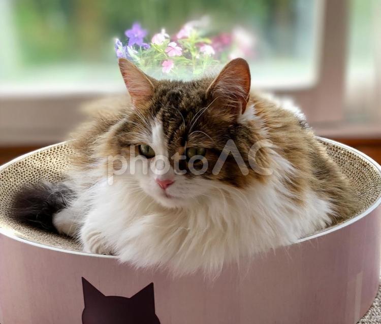 まったりしている猫  サイベリアン ねこ,動物,キャットの写真素材